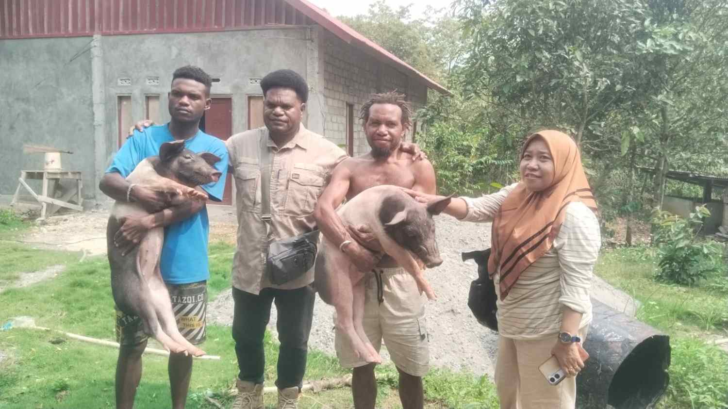 Dinas Peternakan Papua Barat Salurkan Bantuan Ternak Babi dan Pakan di Kampung Njuwar